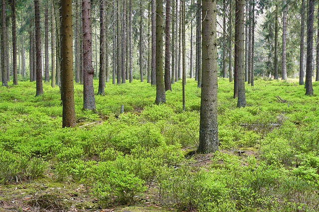 metsä, ekologisuus